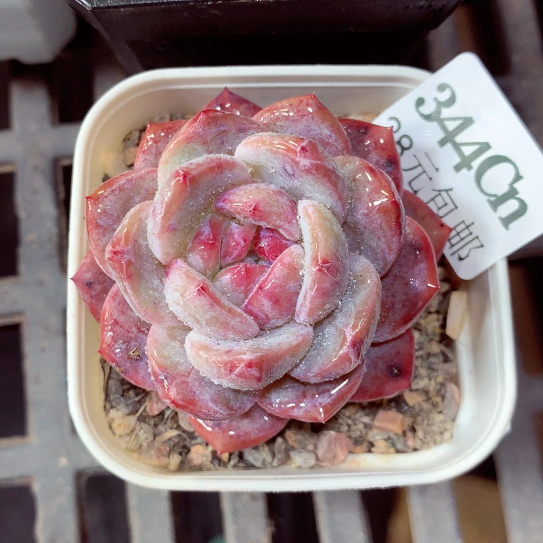 5厘米盆精控多肉344