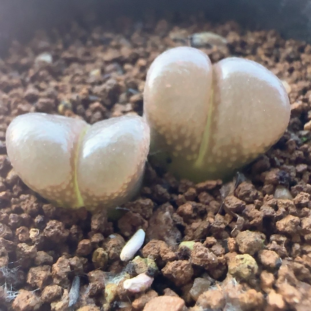 开播福利咯38658