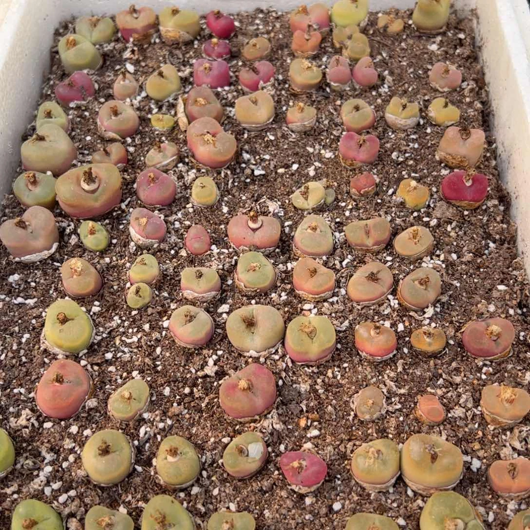 【闪购商品】112整箱毛彩色