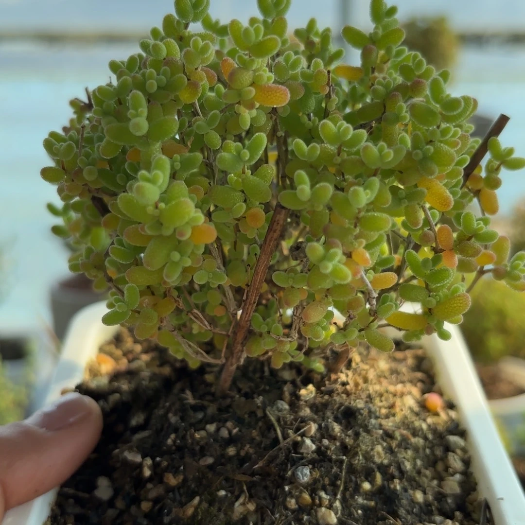 483蜜橘糖球枝干福利