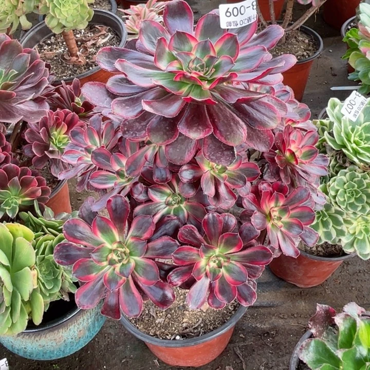 9号香多肉126456789