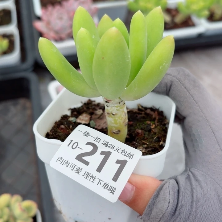 金蝉多肉无盆土发货无
