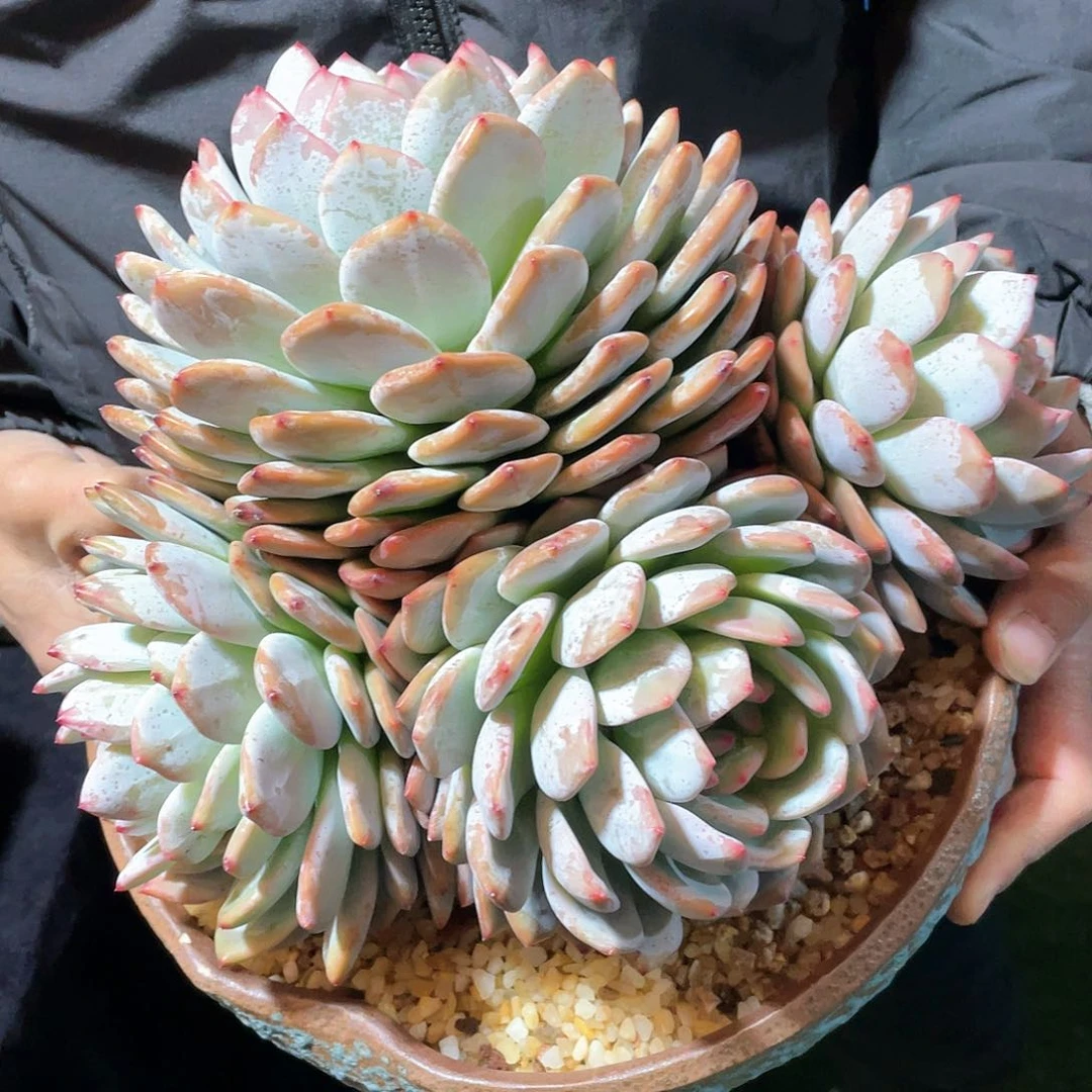 多肉植物带盆物流