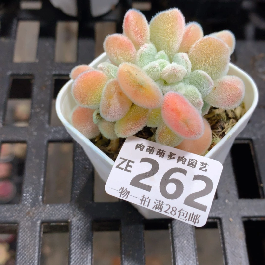 肉萌萌拇指盆精控多肉ZE262