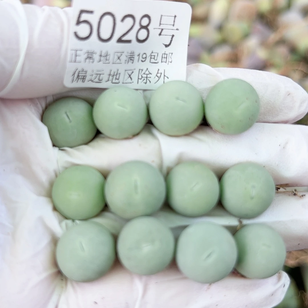 5028两年鸽子蛋12个1cm左右比较小特价处理下