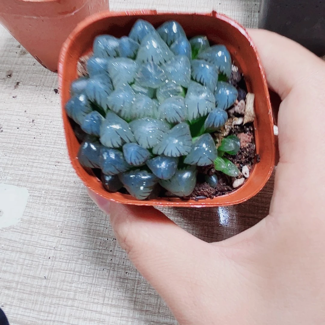 冰灯玉露多肉植物66666