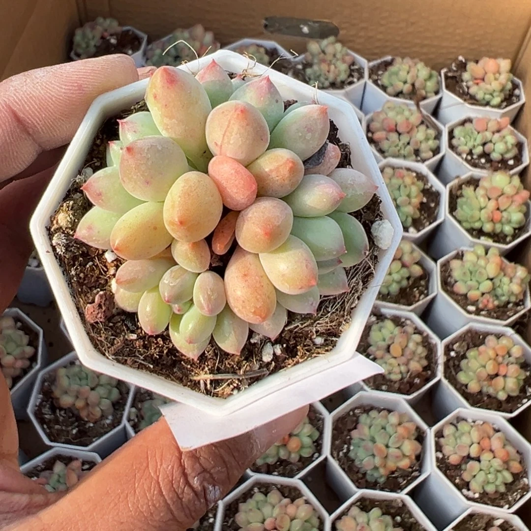 108号四头精灵奶酪一物一拍满18包邮