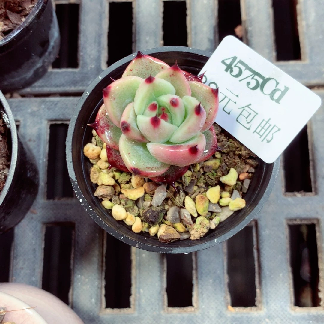 5厘米盆精控多肉4575