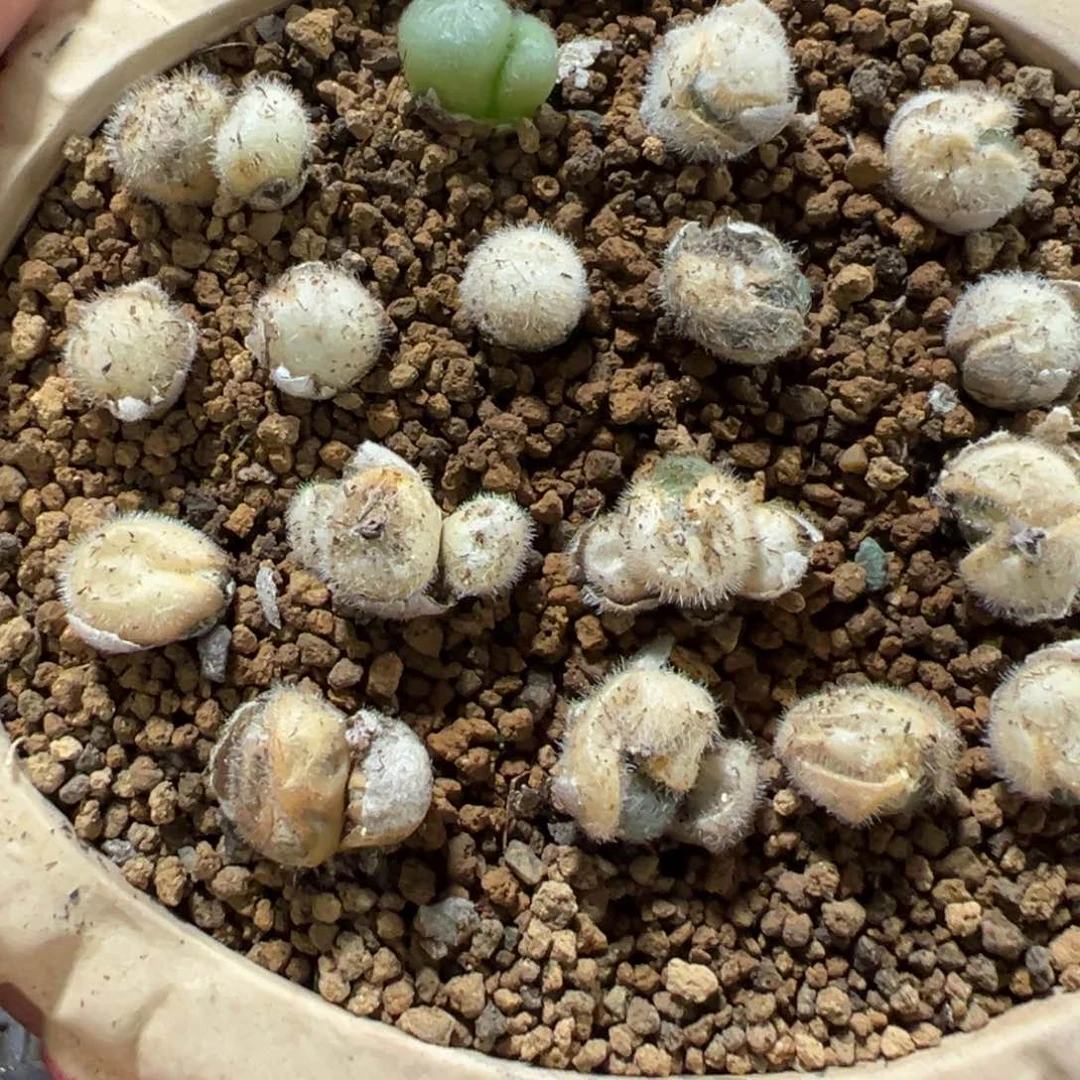 量拍斯蒂芬毛球一头