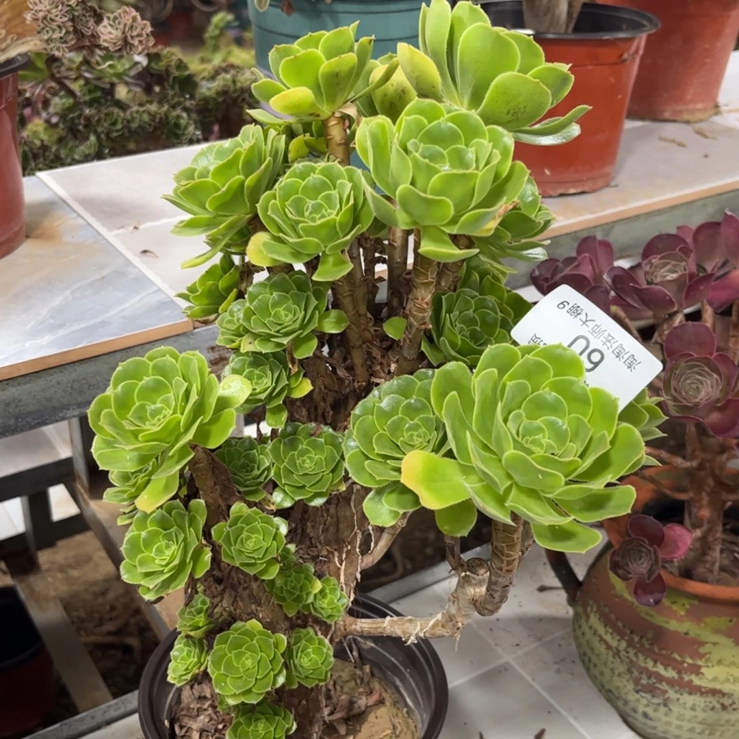 60绿羊绒朵朵多肉植物法师有砍特价