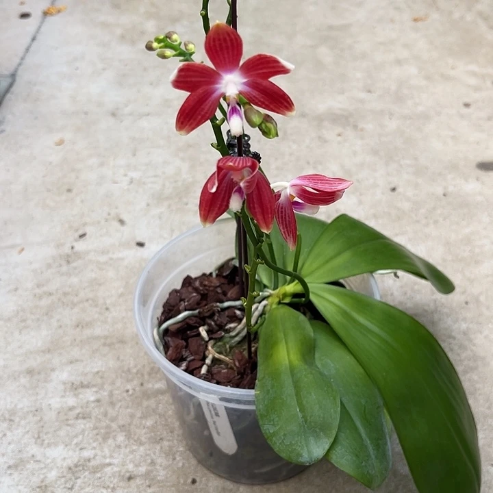 全部花苞红海星福利