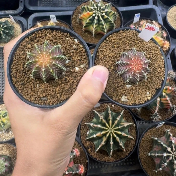 福利轮回哈哈哈哈