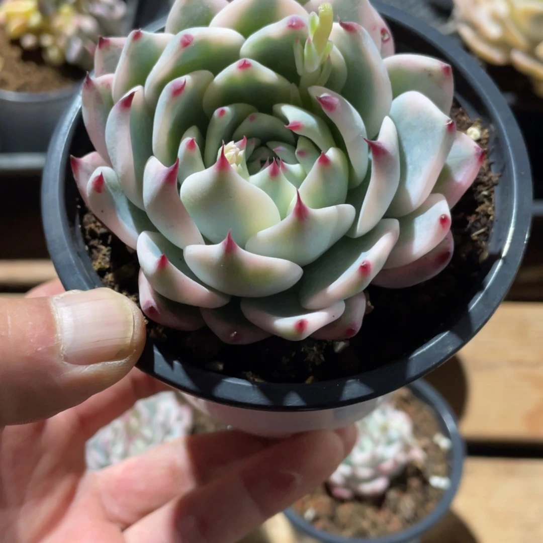 芭*淘多肉吉娃娃锦一个