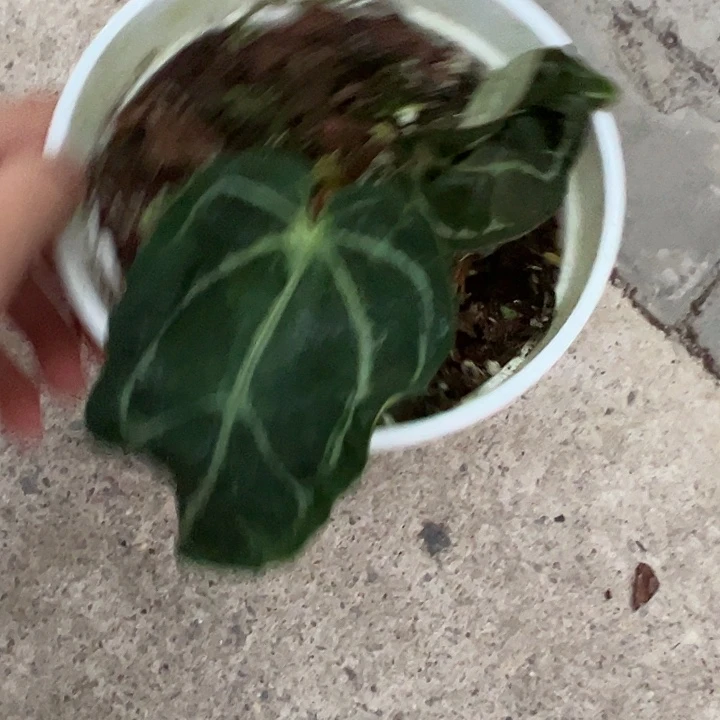 完全开放皱叶个体