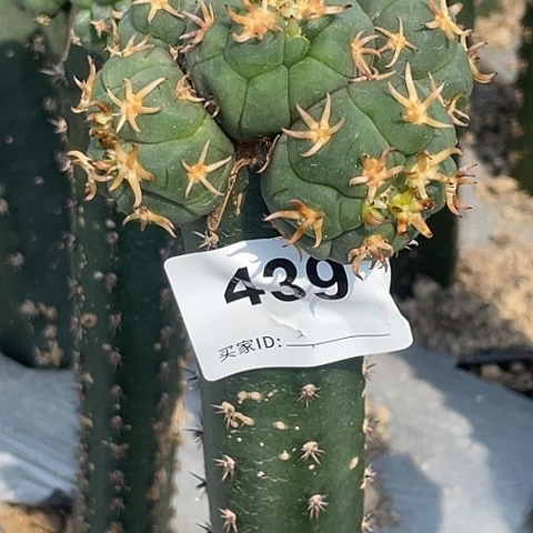 大***饭439号袖蒲苗接猫爪5头群