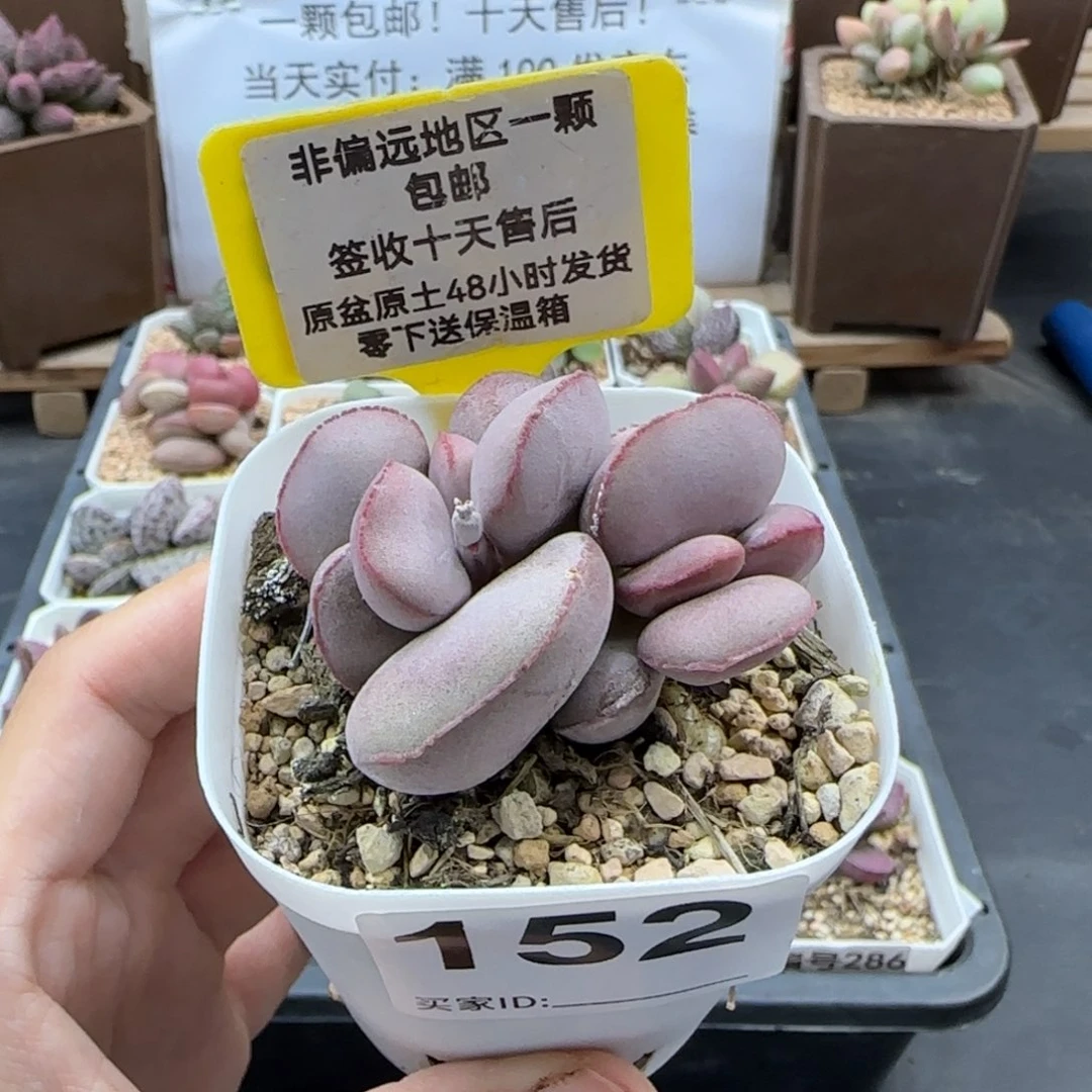 152白肌红蛋多肉