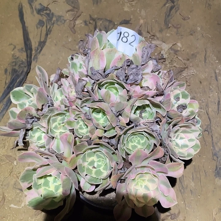 多肉植物法师82妖月