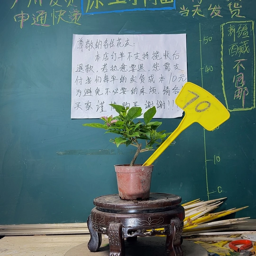 当前无花栽培后可以开花巴西紫掌中宝70