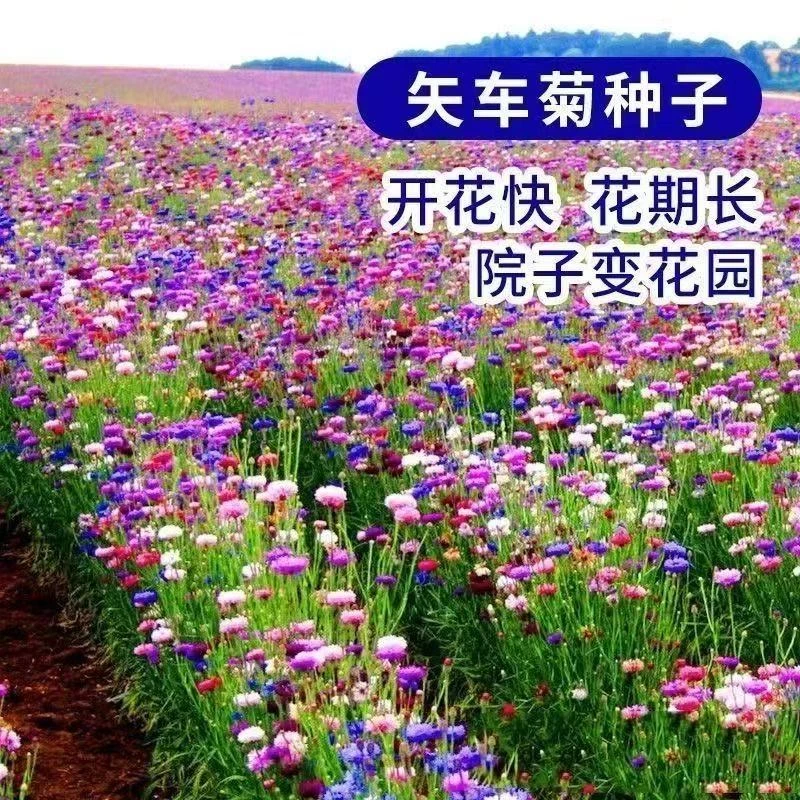 矢车菊花种子耐寒易活庭院蓝芙蓉四季种植花卉