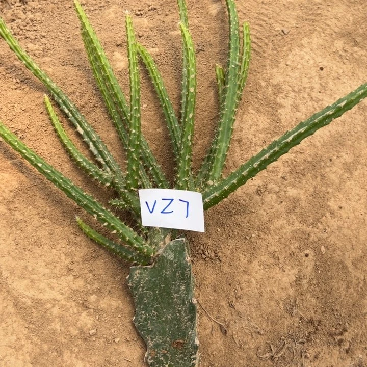 小***光V27嫁接鼠尾令箭糖果25
