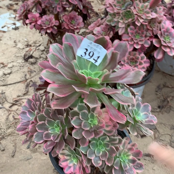 394金丝雀手捧阴阳东