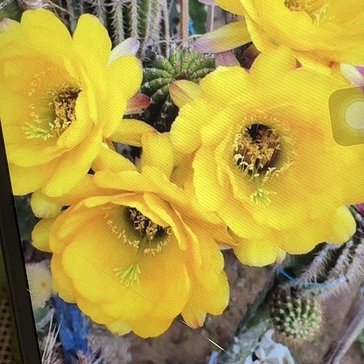 黄金酒杯侧芽5公分左右毛花柱（20包邮）