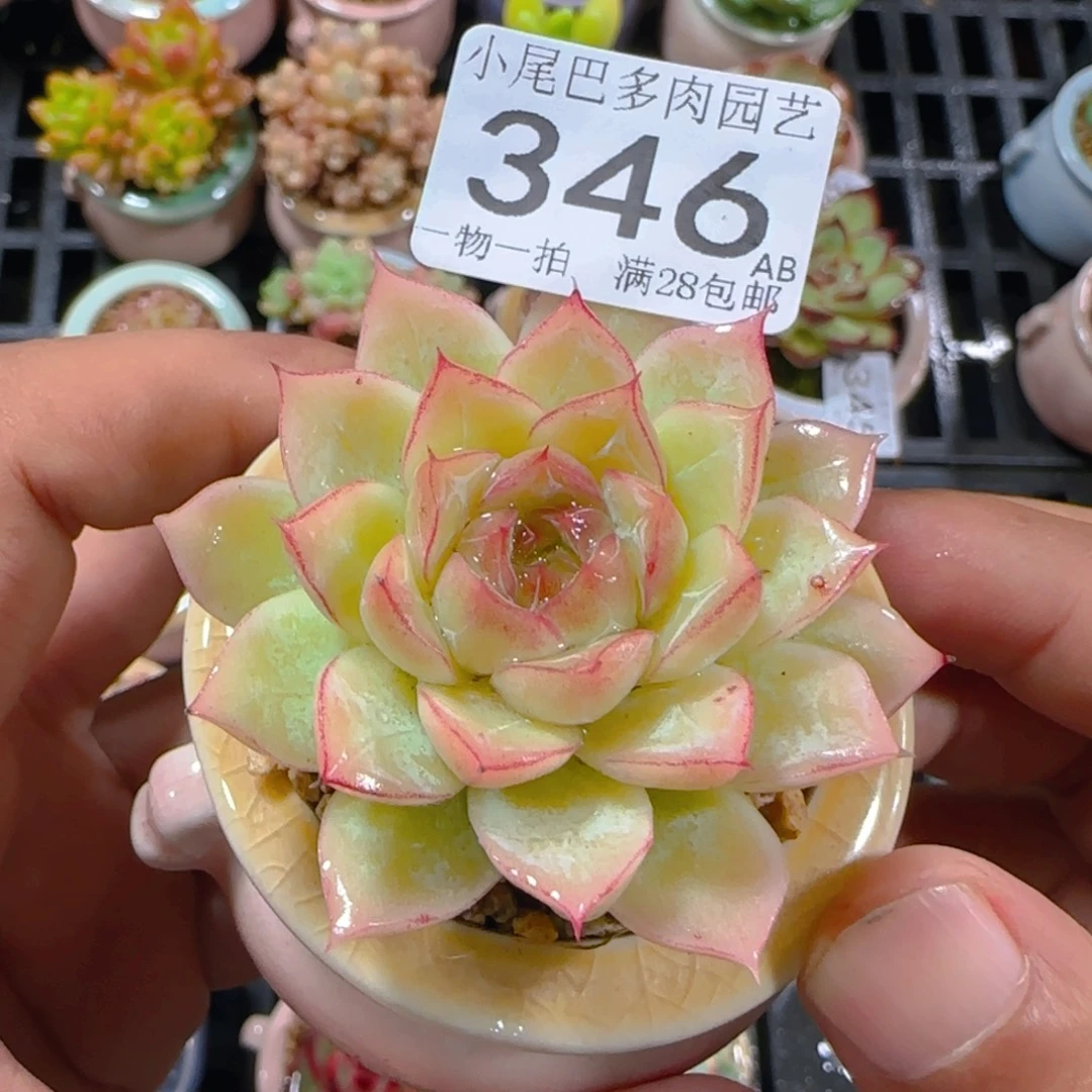 AB小尾巴5CM迷你拇指盆栽精控多肉346