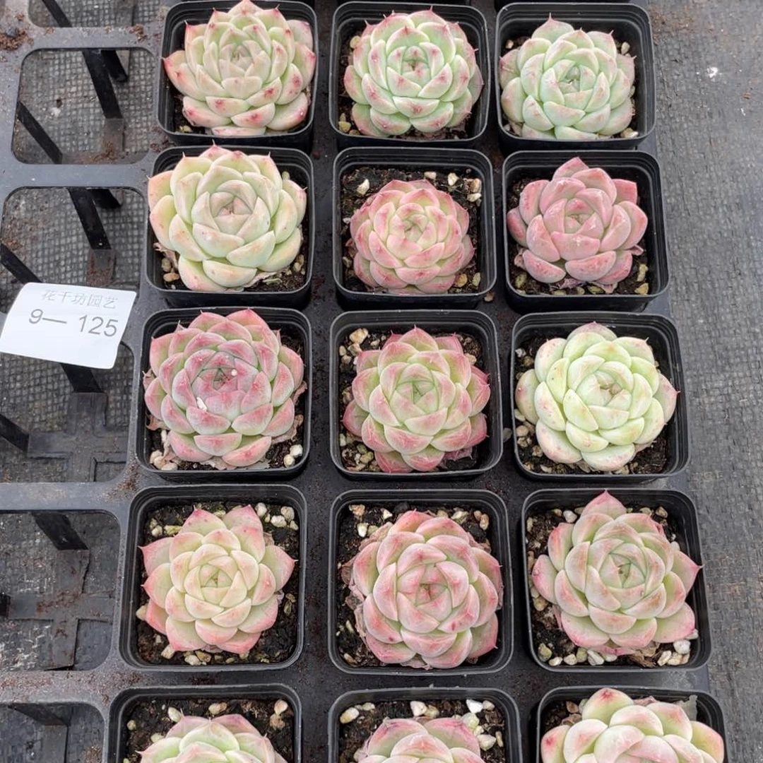 一物一拍18颗9-125