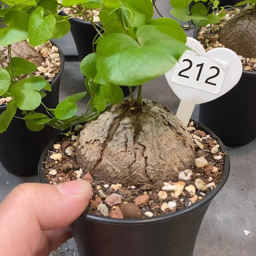 南非龟甲龙龟甲龙