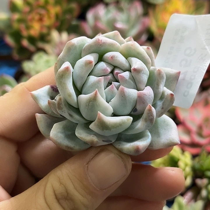 756粉吉锦炸多肉植物哇啦塞