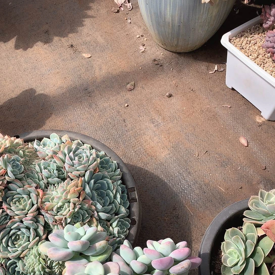 迷***雾498紫乐锦 一物一拍多肉