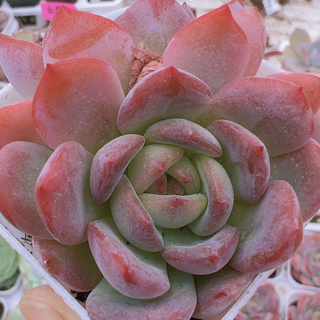 全明星双头19包邮多肉