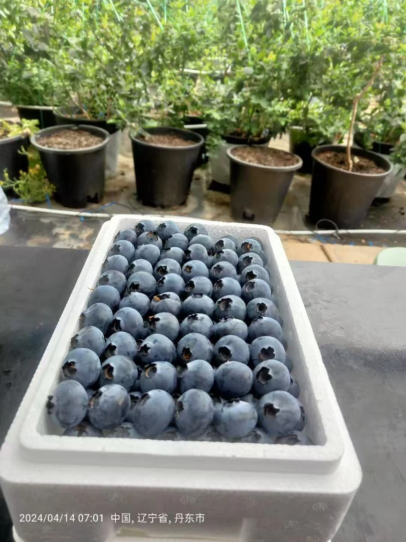 18-22mm大果东港蓝莓大脆甜多汁自然成熟小孩孕妇放心大胆吃