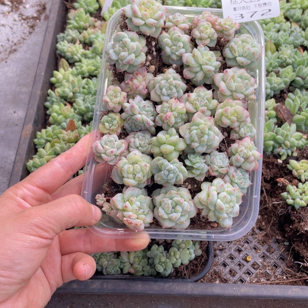 糕大上多肉植物372