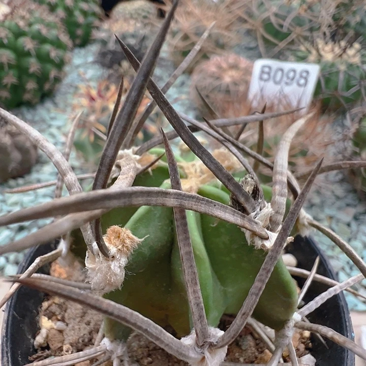 水牛角大凤玉。 苗接落地自根。有根