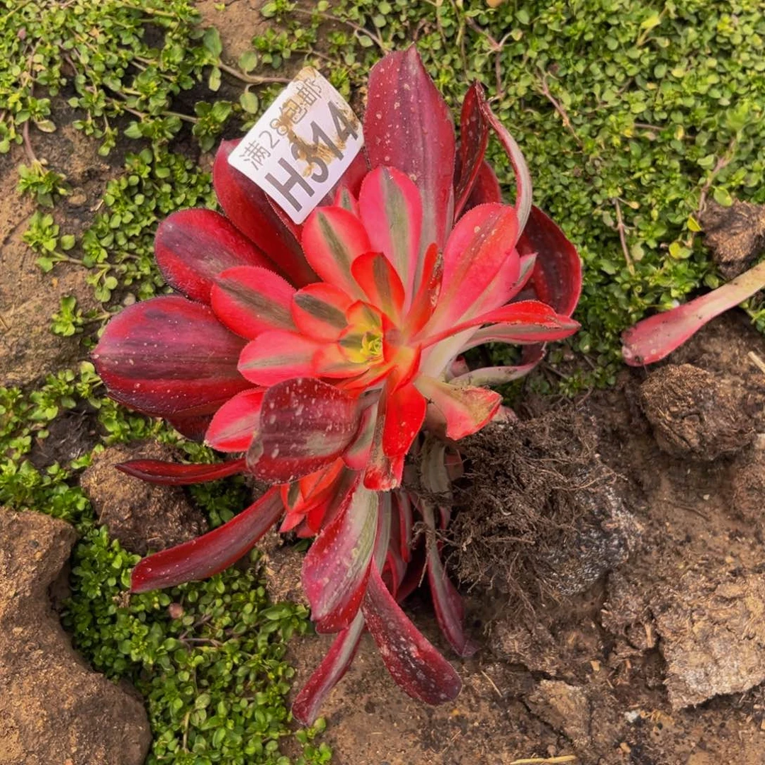 314多肉植物一物一拍