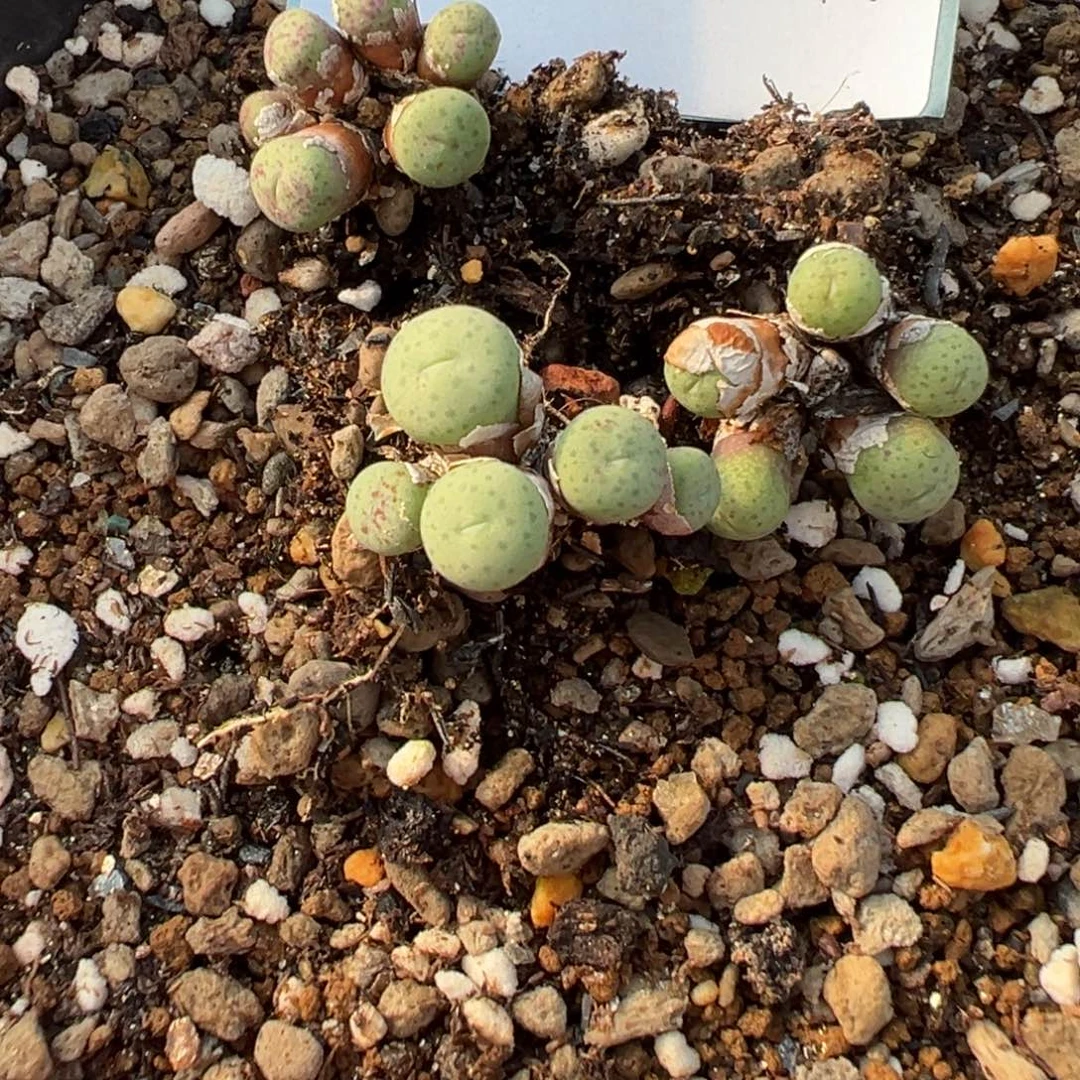 18-47量拍奶油嘴一群