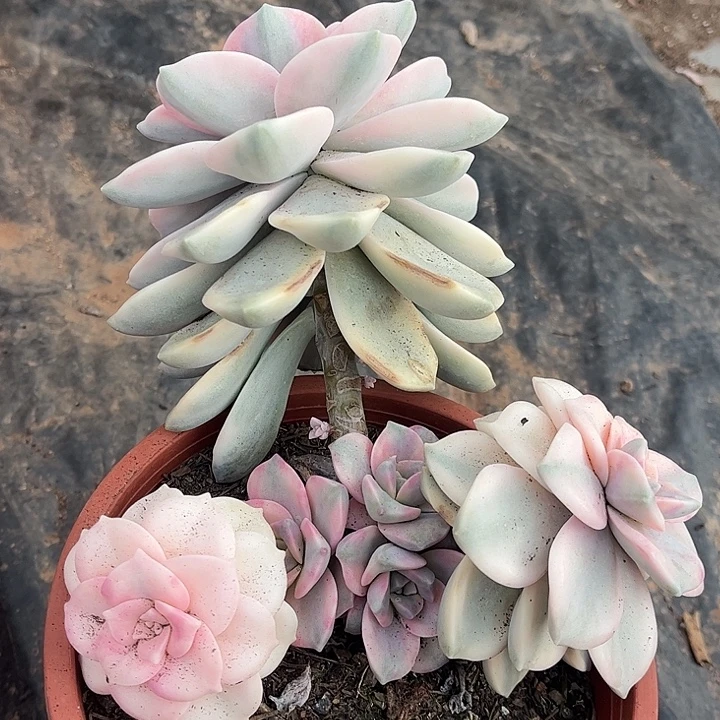 紫乐锦粉锦，一物一拍