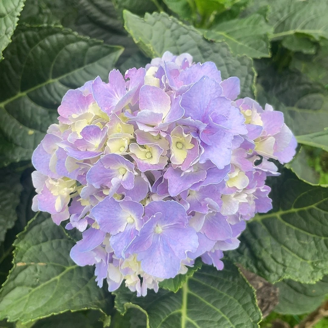 绣球切花一物一拍3枝起包邮，90