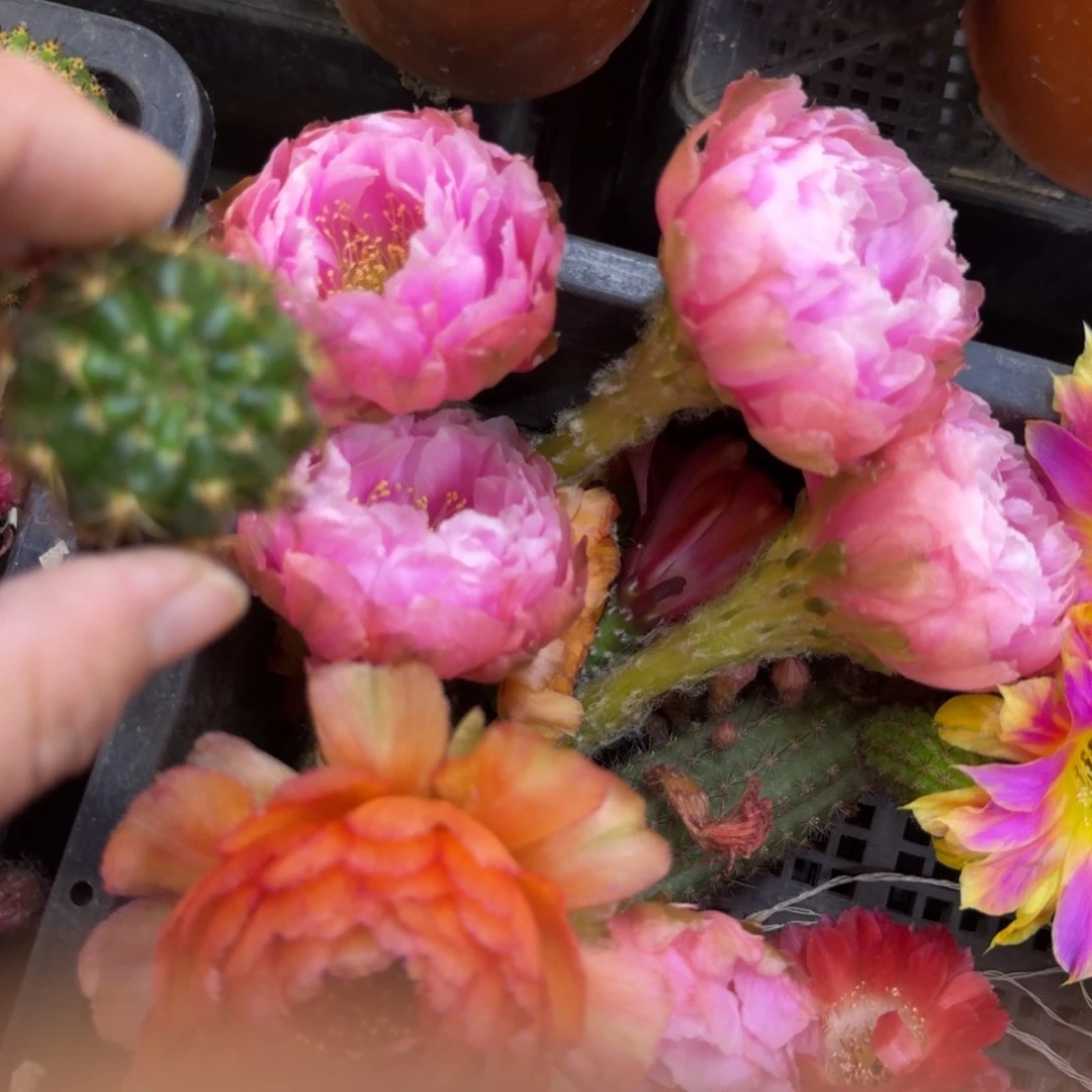 202丽花l33牡丹歪无根侧牙3公分左右，20包邮