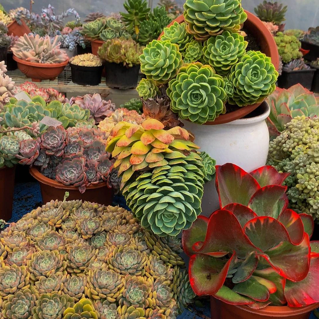 一***）    哈密瓜多肉30041