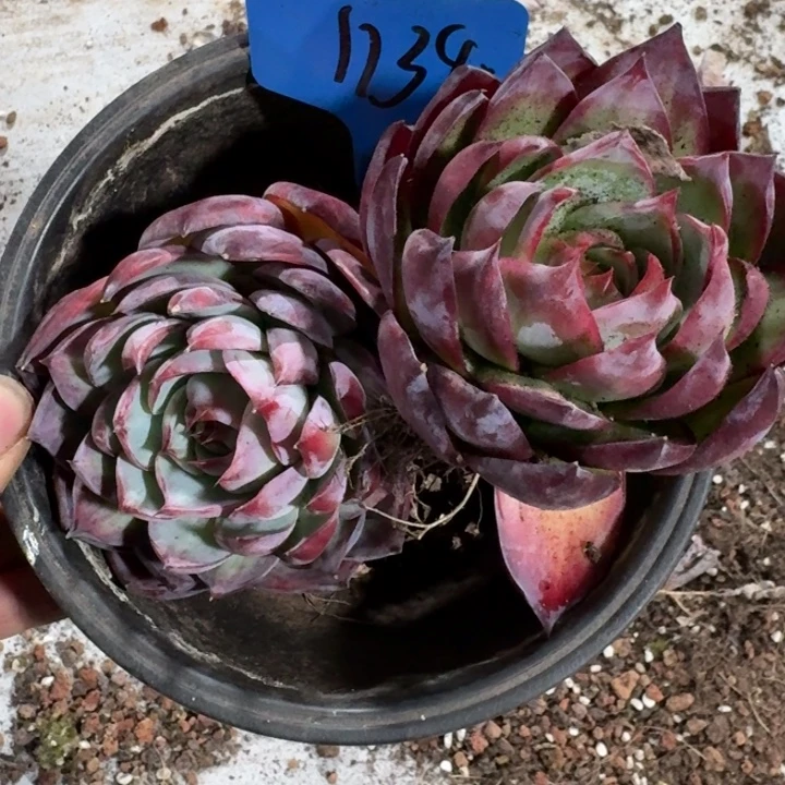 1314号2颗惊鸿仙子