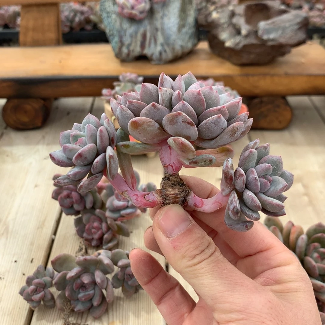 北****图北京遇上西雅图突尼斯发货多肉