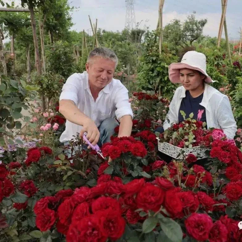 黑火山月季花多头切花花色鲜亮抗病性强抗性强