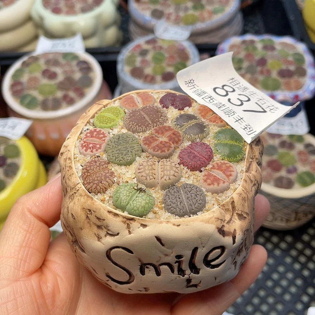 相遇开播福利837