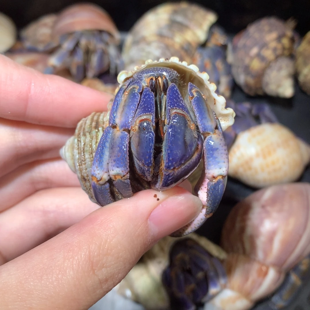 2.4紫色紫陆钳子满粉不退不换