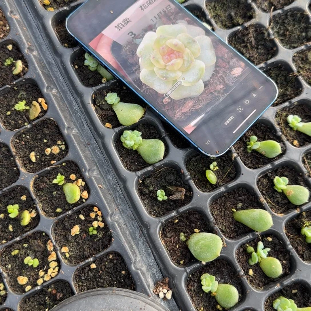 珍珠风花 中苗穴一个满25包邮