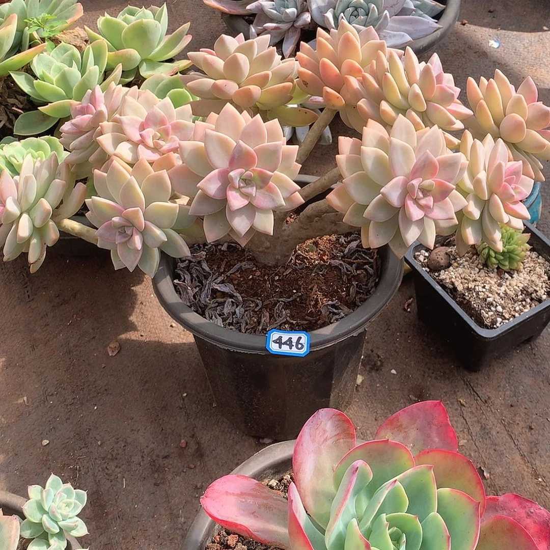 446淡雪缀 一物一拍多肉