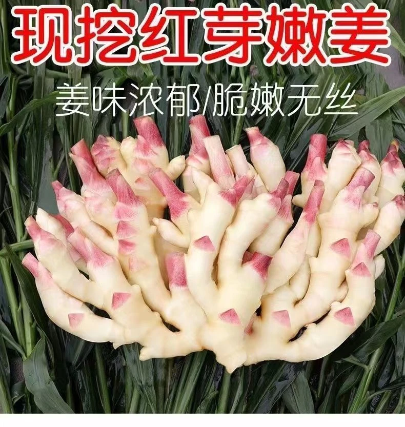 山东产地直发红芽嫩姜新鲜现挖适合腌制泡菜的子姜