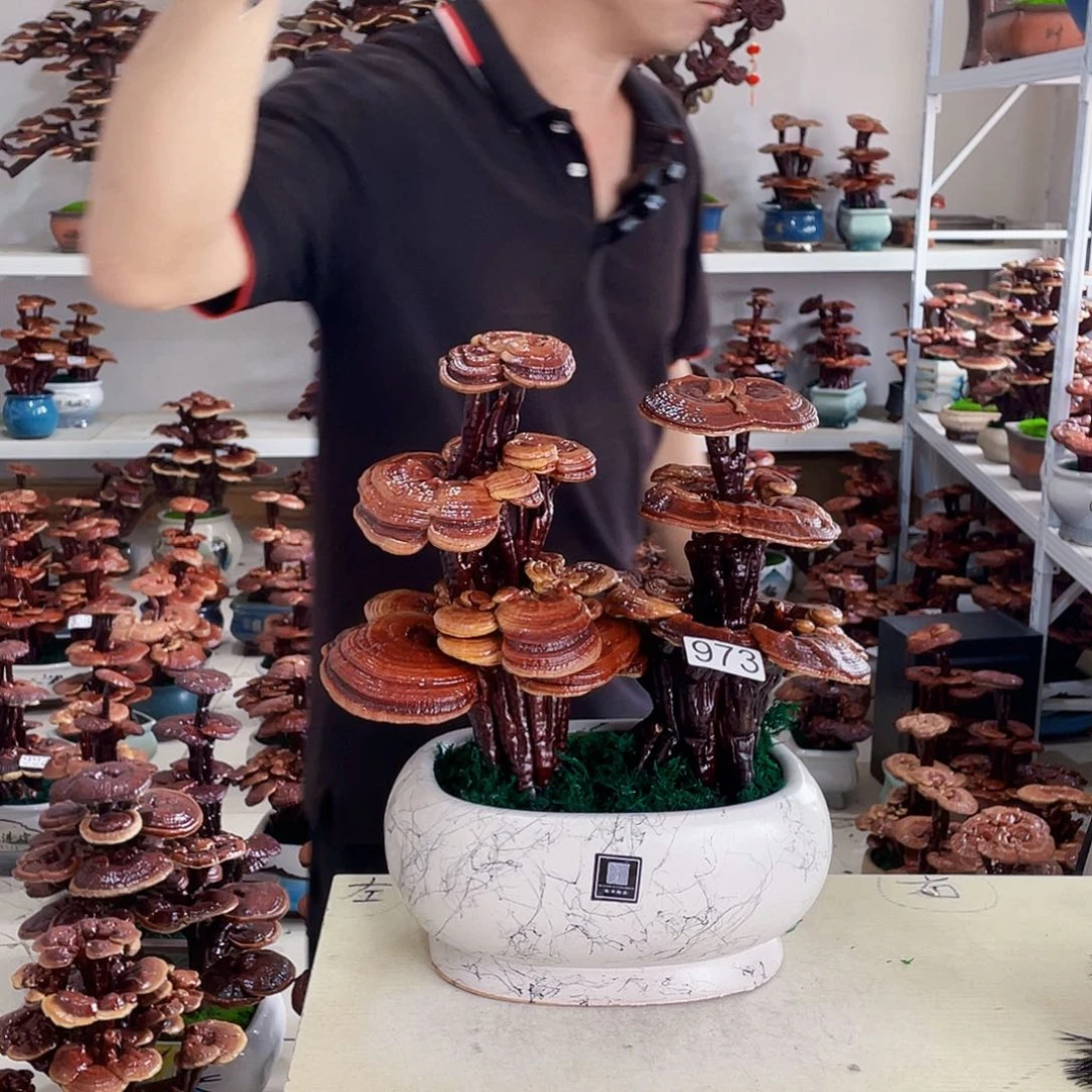 全部花朵远**裁97300000000000000